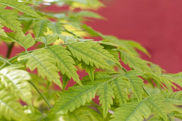 绿色单色背景上的天然植物的简约分类叶子排列极简