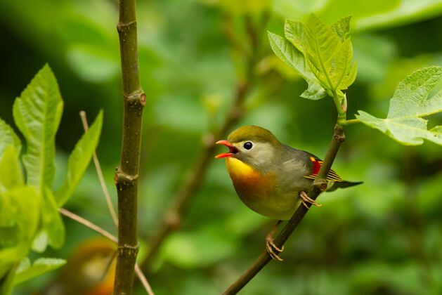 栖息地选择性聚焦拍摄一个可爱的唱歌红嘴leiothrix鸟栖息在树上野生动物公园鸟