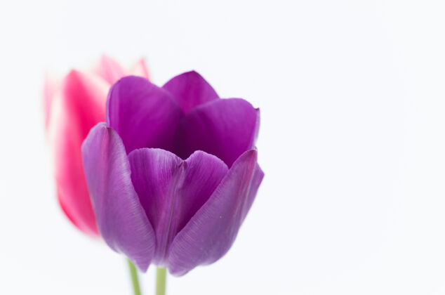 开花两个彩色郁金香花的特写隔离在白色背景与空间为您的文字花花天