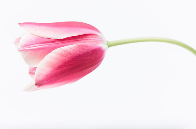 粉红色白色背景上隔离的粉红色郁金香花特写镜头花瓣单开花