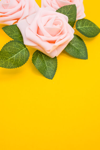 花垂直特写镜头粉红色玫瑰隔离在黄色背景与复制空间花瓣开花花