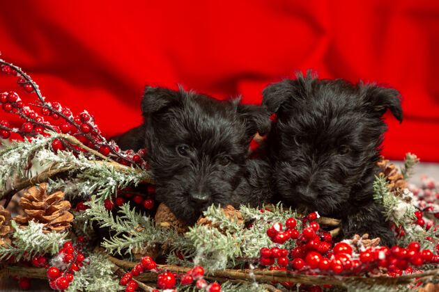 棕色苏格兰梗小狗摆姿势可爱的黑色小狗或宠物玩圣诞和新年装饰小狗爱情狗