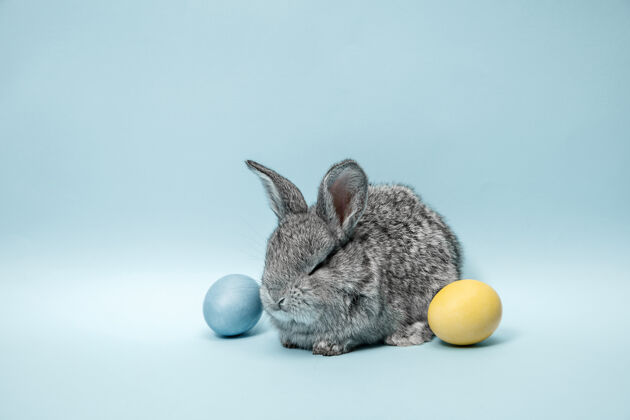 嫩在蓝色背景上画彩蛋的复活节兔子复活节 动物 春天 庆祝和节日的概念毛茸茸的柔软兔子