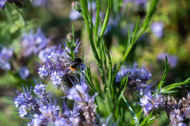 野生蜜蜂在美丽的紫色薄荷花上的特写镜头开花田野动物