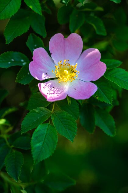 花垂直特写镜头上的一个美丽的粉红色野玫瑰模糊颜色新鲜花