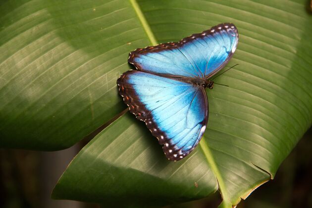苍蝇特写镜头美丽的蓝色蝴蝶的叶子上昆虫模式蛾