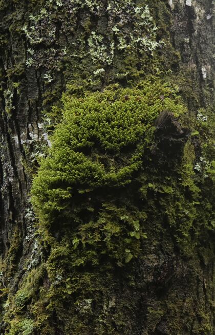 环境苔藓树干的垂直特写镜头宏观老生态系统