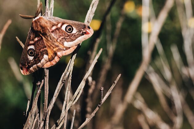 热带选择性聚焦拍摄一只华丽的蝴蝶在木茎与模糊的背景蝴蝶细节明亮