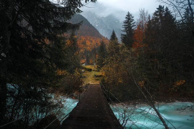 环境森林里树木环绕的河上木桥的美丽镜头季节水生长