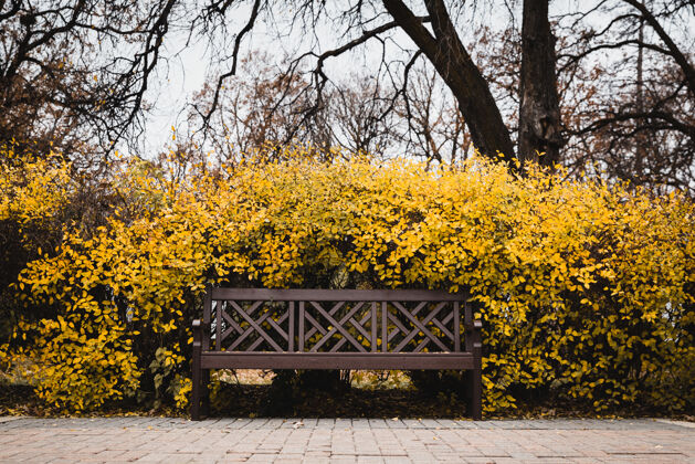 季节被黄叶包围的长凳的选择性聚焦拍摄森林颜色长凳