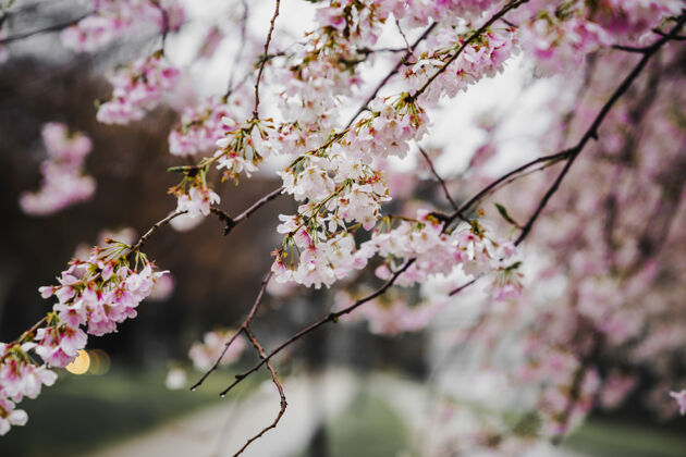 兰花盛开的粉色花朵波基日本四月