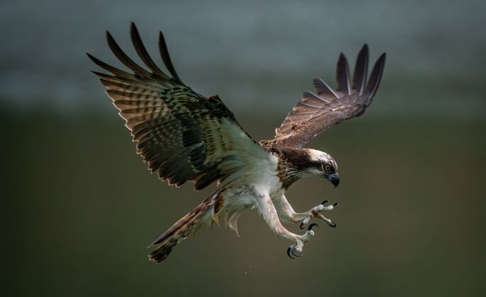 野生动物惊人的鱼鹰或海鹰试图狩猎狩猎苍蝇鹰