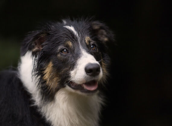 横向一个可爱的边境牧羊犬品种的黑色肖像哺乳动物朋友狗