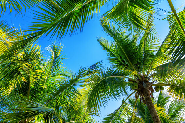海洋椰子树热带背景椰子海岸海洋