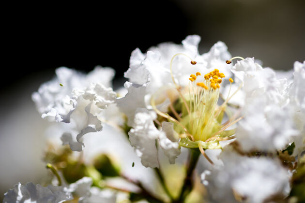 花白花收起來(lái)花花瓣花園