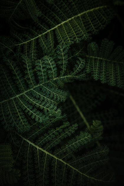纹理绿色蕨类植物特写蕨类分形装饰