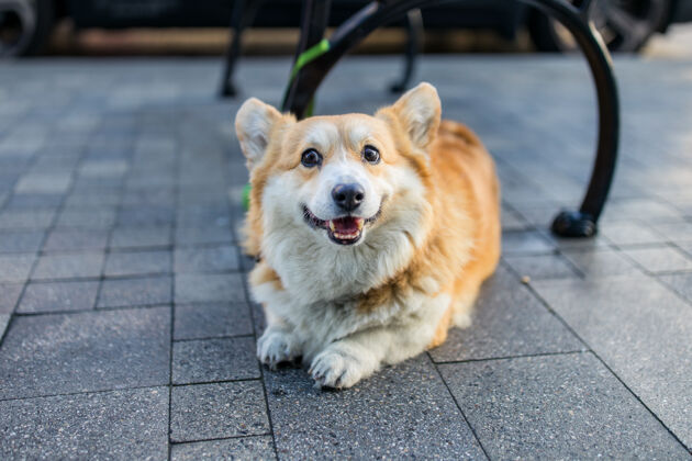 路径棕色和白色的柯基小狗在灰色的水泥地板上狗人行道地板