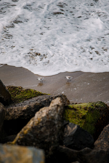 苔藓白天在水体附近棕色沙滩上的白鸟动物水鸟