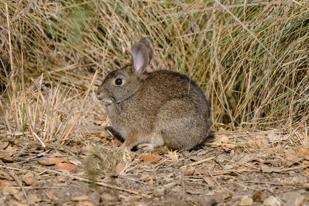 哺乳动物棕色草地上的棕色兔子兔子动物兔子