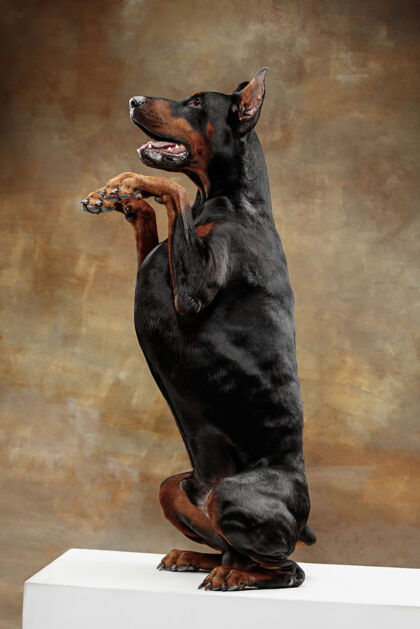 动物工作室墙上的杜宾犬积极现代肖像