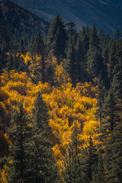 金色阳光下黄叶树和松树的惊人镜头秋天叶橙色