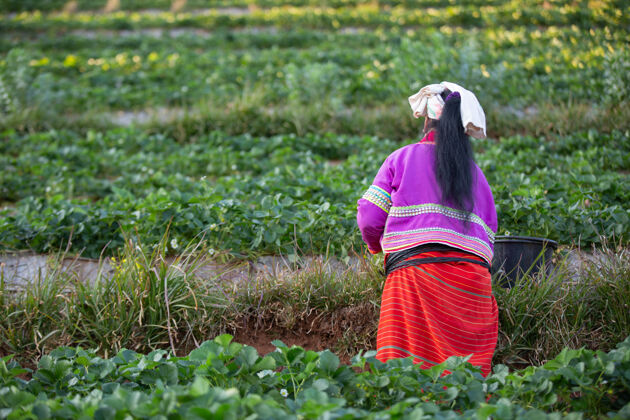 人在农场摘草莓的女人金发种植园丰盛