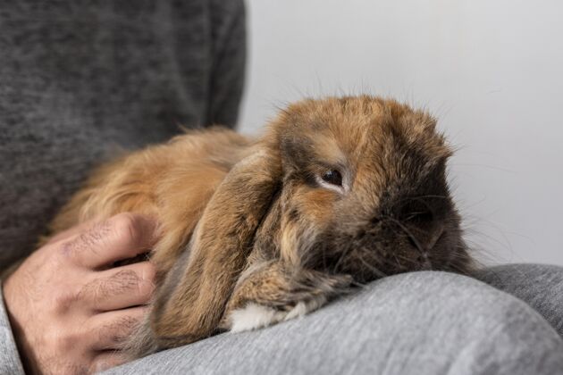 兔子特写主人抱着兔子在家动物家庭