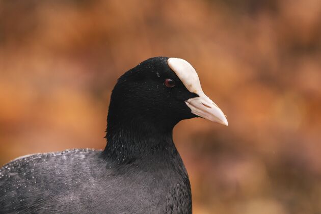 飞行一只白嘴黑鸟的选择性聚焦镜头羽毛选择性聚焦翅膀