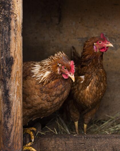 生活母鸡在巢乡的生活理念动物垂直活动