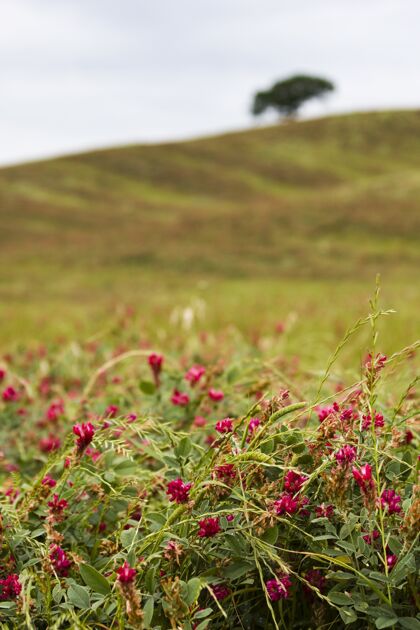 田野田野上粉色花朵的垂直镜头自然颜色环境