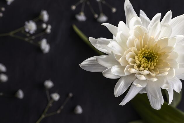 开花美丽的白色花朵美丽自然植物