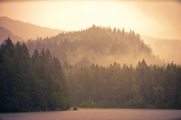 树晨雾和森林户外湖自然