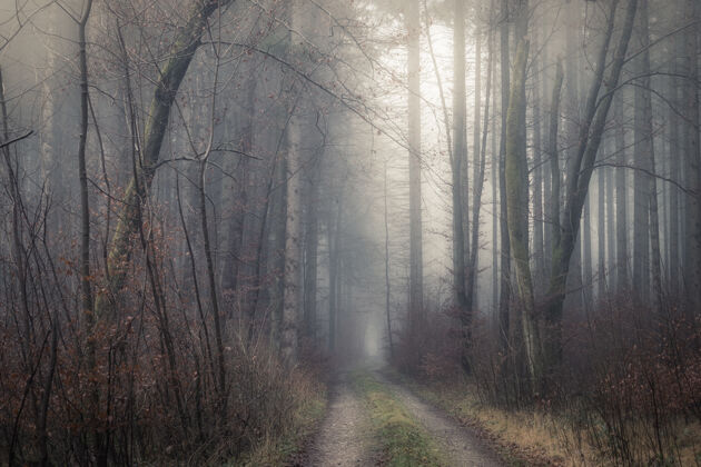黑暗雾林小路雾自然