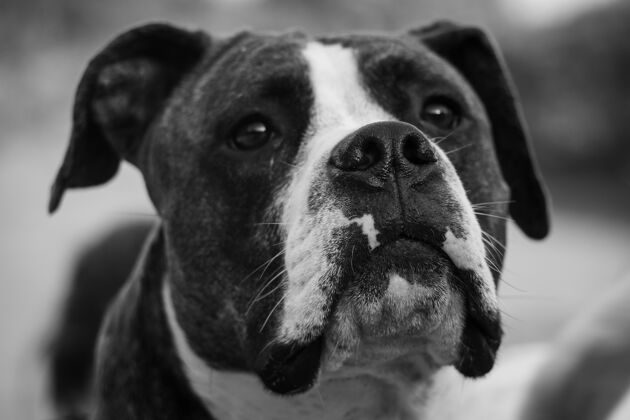 宠物一只拳击犬的灰度特写镜头狗肖像拳击手