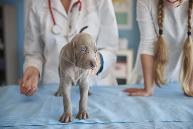 保健医学在兽医办公室第一步生病的狗病人诊所前视图