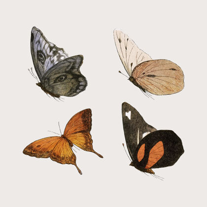 苍蝇复古蝴蝶插图集组设置动物贴纸