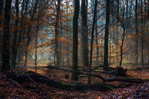 乡村在秋天的阳光下 一片被枯叶和树木覆盖的森林景观绿森林天空