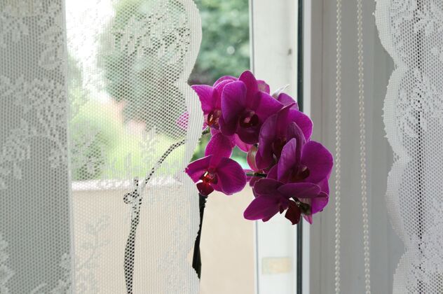 风格美丽的紫罗兰花开在白色窗帘的窗前桌子花朵室内