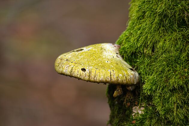 自然长满苔藓的树干上的蘑菇绿色蘑菇树