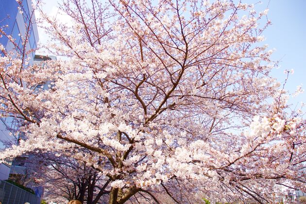 颜色日本四月樱花盛开五颜六色樱花四季