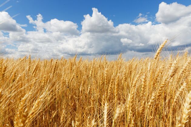 场景在多云的天空中拍摄一幅美丽的磨光场照片成熟小麦自然