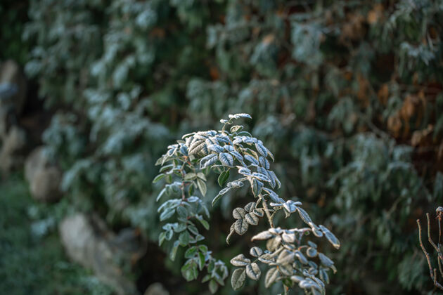 寒冷森林里一个寒冷的早晨 野生植物的枝条树叶森林花园