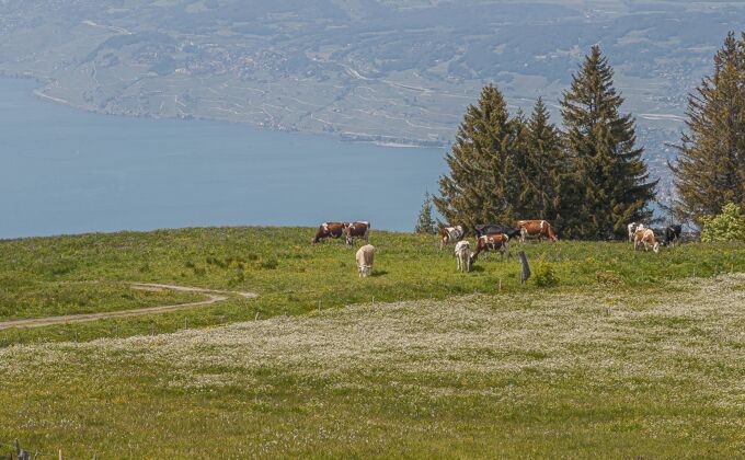 山瑞士拉沃全景 牛群吃草农业农田全景