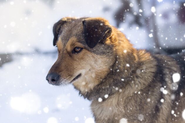 毛皮一只棕色的狗在下雪的天气下侧视特写镜头品种冬天小狗