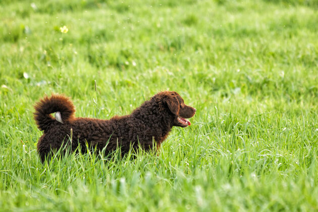 可爱的一只可爱的卷毛猎犬的选择性聚焦镜头寻回犬狗有涂层的