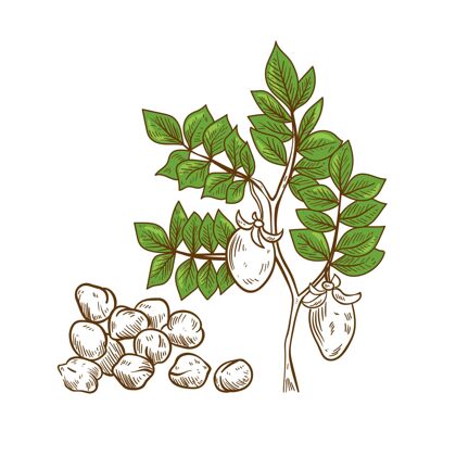 手绘鹰嘴豆和植物的手绘插图烹饪食品植物