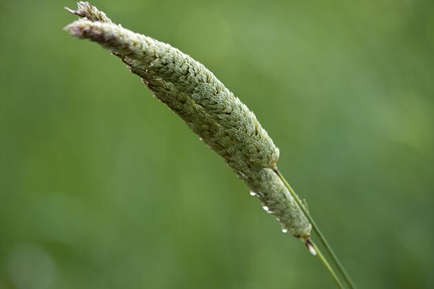 田地用水滴选择性聚焦拍摄绿色麦草小麦收获春天