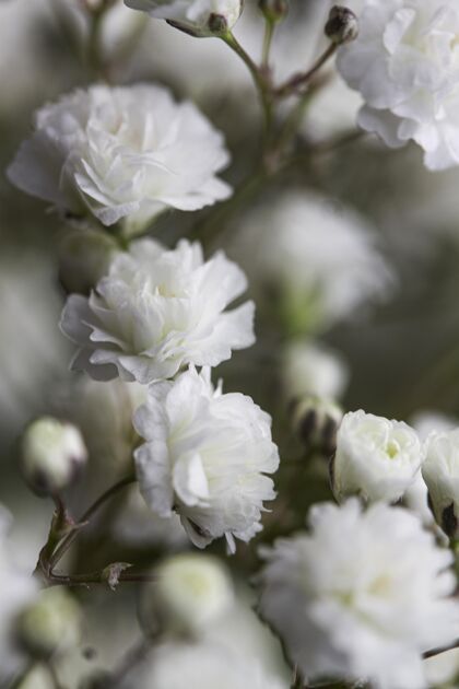 美丽特写白色柔软的花朵花春天植物