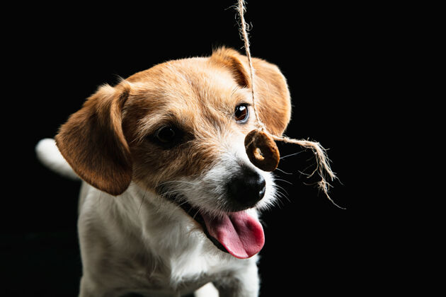 美丽杰克罗素小猎犬摆姿势可爱好玩的小狗或宠物在黑色工作室背景上玩向上朋友纯种