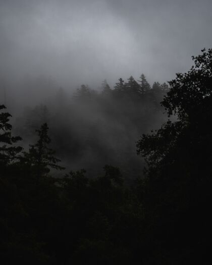 黑暗雾蒙蒙的风景带着浓雾密布的森林下乌云密布木多云自然